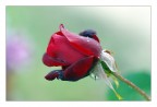 Rosa Rosa