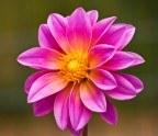 Dalia Dalia