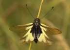 Libelloides Longicornis Libelloides Longicornis