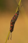 Zygaena filipendulae Zygaena filipendulae