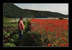 Il signore dei papaveri Il signore dei papaveri