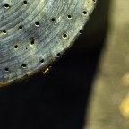 Geometrie con insetto