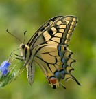 Papilio macaon