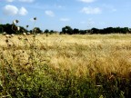 campo di grano...il ritorno! campo di grano...il ritorno!
