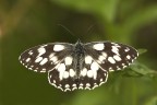 Melanargia galathea Melanargia galathea