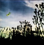 il tramonto della farfalla