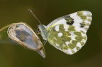 Pontia Edusa Pontia Edusa