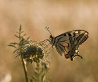 papilio macaon