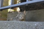 gatto sorpreso gatto sorpreso