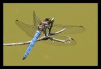 Libellula con Blue-Jeans Libellula con Blue-Jeans