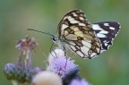 Melanargia galathea Melanargia galathea