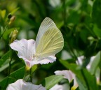 farfalla su tromba di grammofono farfalla su tromba di grammofono