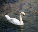 un cigno pensieroso un cigno pensieroso