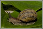 Lumaca Lumaca
