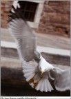 il mostro il mostro