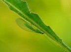 verde verde