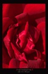 RED PASSION....... RED PASSION.......