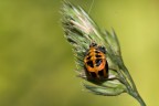 Sono una pupa e me ne vanto! Sono una pupa e me ne vanto!