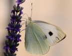 farfalla su lavanda farfalla su lavanda