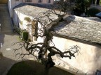 albero del Sacro Monte di Varallo albero del Sacro Monte di Varallo