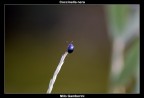 Coccinella nera Coccinella nera