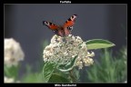 Farfalla Farfalla