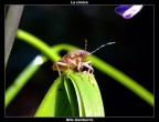 La cimice La cimice