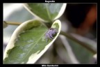 Philaeus Chrysops Philaeus Chrysops