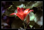 The flower The flower