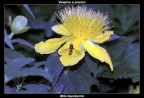 Episyrphus Balteatus Episyrphus Balteatus