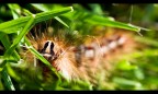 processionaria processionaria