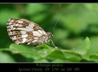 Melanargia galathea Melanargia galathea