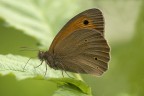 Maniola jurtina Maniola jurtina