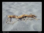 Ginseng Ginseng