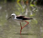 E' la prima volta che incontro questo magnifico uccello! 
Commenti e critiche sempre ben accetti.