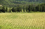 Fila di alberi Fila di alberi
