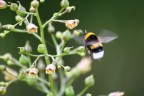 bzzzz........sto arrivando!!! bzzzz........sto arrivando!!!