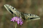 iphiclides podalirius 5 iphiclides podalirius 5