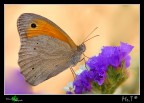 Maniola jurtina.....pure io... Maniola jurtina.....pure io...