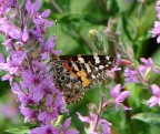 farfallina farfallina