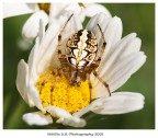 Una nuova macro. Un ragno
