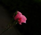 Rosa... Rosa...