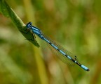 damigella damigella