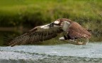 falco pescatore falco pescatore