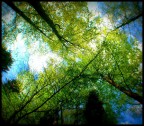 Alberi Alberi