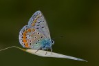 Farfalla
