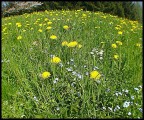 Fiori Fiori