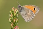 Coenonympha pamphilus