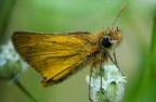 Farfallina Farfallina