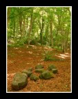 ...ROMANTICAMENTE NEL BOSCO... ...ROMANTICAMENTE NEL BOSCO...